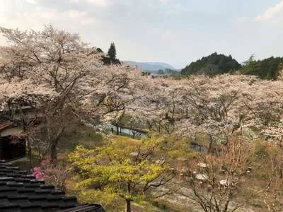 桜咲いてます