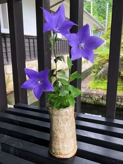 明智家の家紋