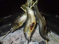 付知川（恵那漁協）鮎友釣り解禁