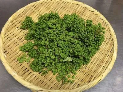 山椒