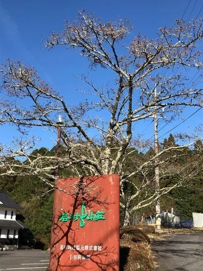 2022年4月　岩村山荘の桜の様子①