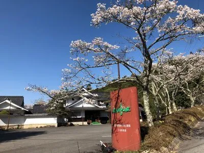 桜が咲いてくれています