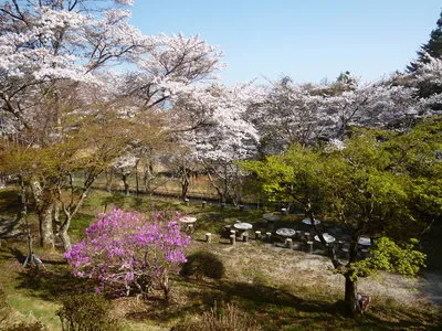 桜のおすそ分け