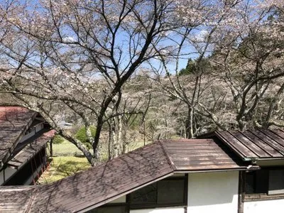 館内の桜情報