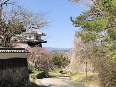 岩村町も満開です