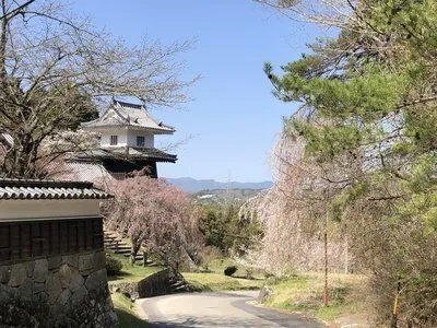 桜の見ごろ
