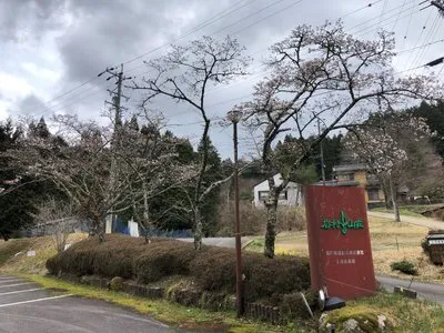 桜情報　2024年4月5日