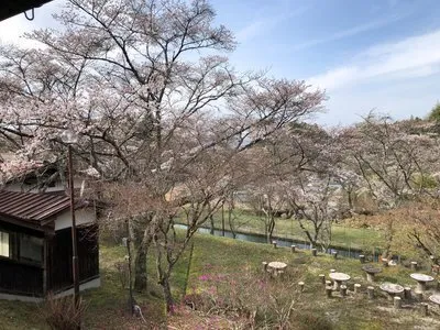 桜情報　2024年4月6日
