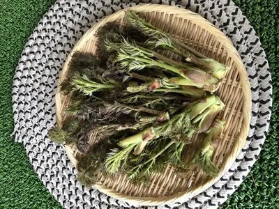 今春の初物！タラの芽