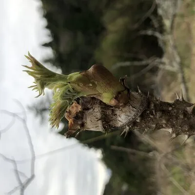 今春の初物！タラの芽
