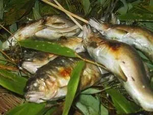 【夏季限定】鮎料理が始まりました(要予約)