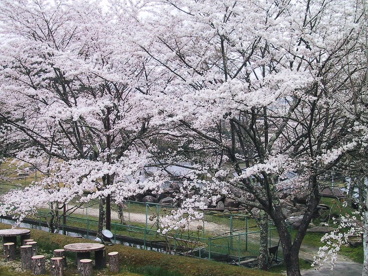 参道に咲く桜