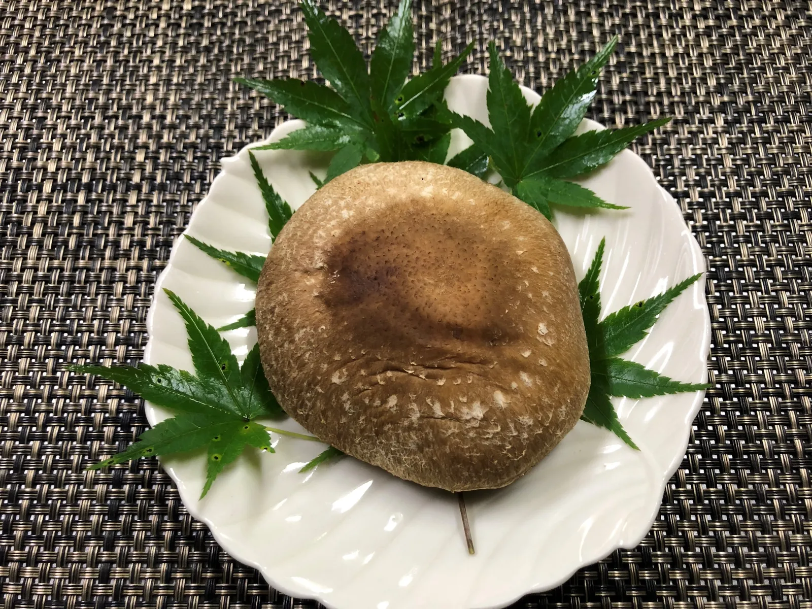 恵那山 椎茸