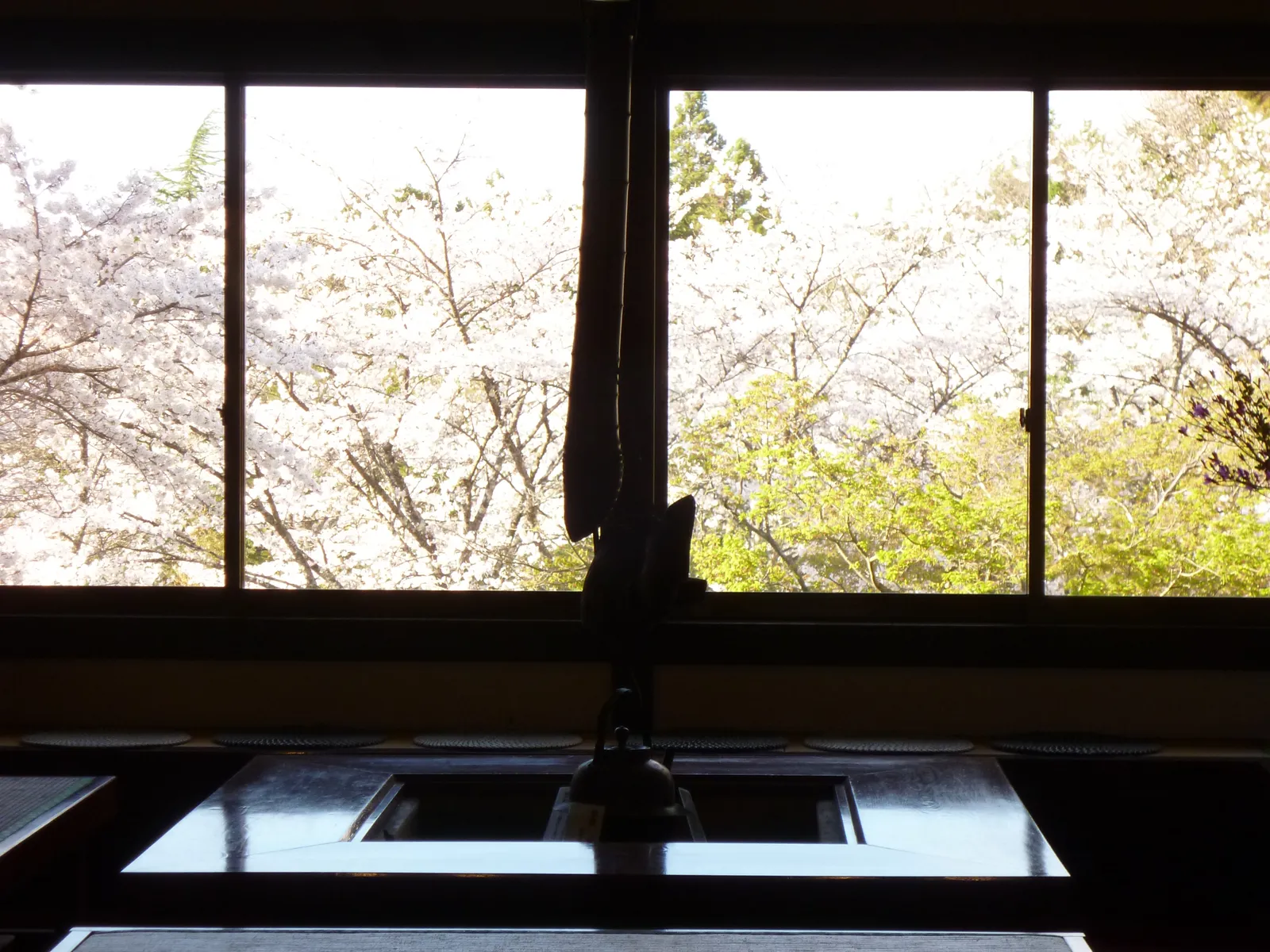 窓の外に広がる桜を望む囲炉裏の間